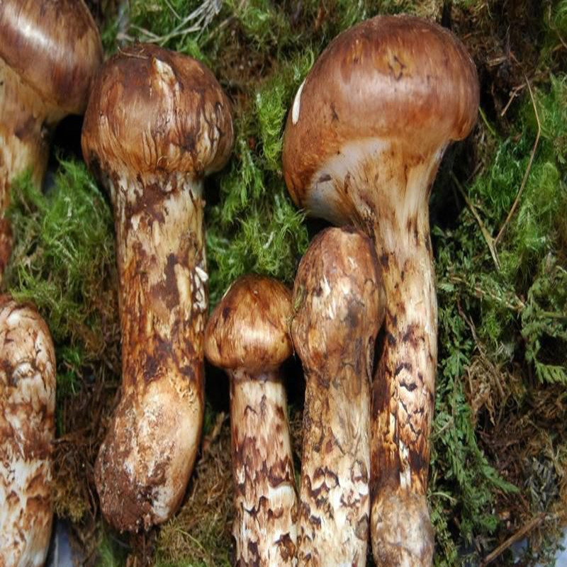 100-1000g Pure Tricholoma matsutake extract 20:1 powder,Matsutake powder for anti-cancer effect,reducing sugar