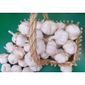 Wholesale pure white fresh garlic