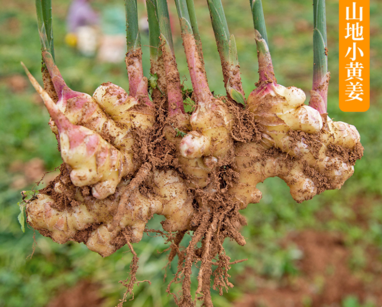 organic ginger