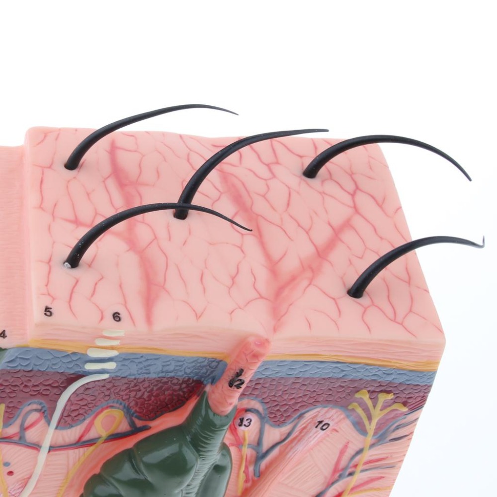 skin structure Human skin model Block enlarged Plastic hair Layer structure Anatomical Anatomy Medical Teaching Tool