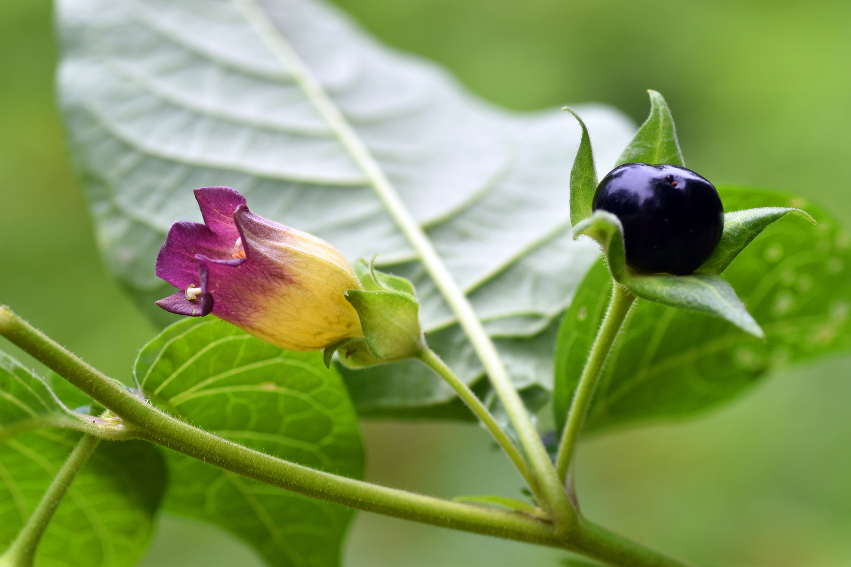 Atropa belladonna9