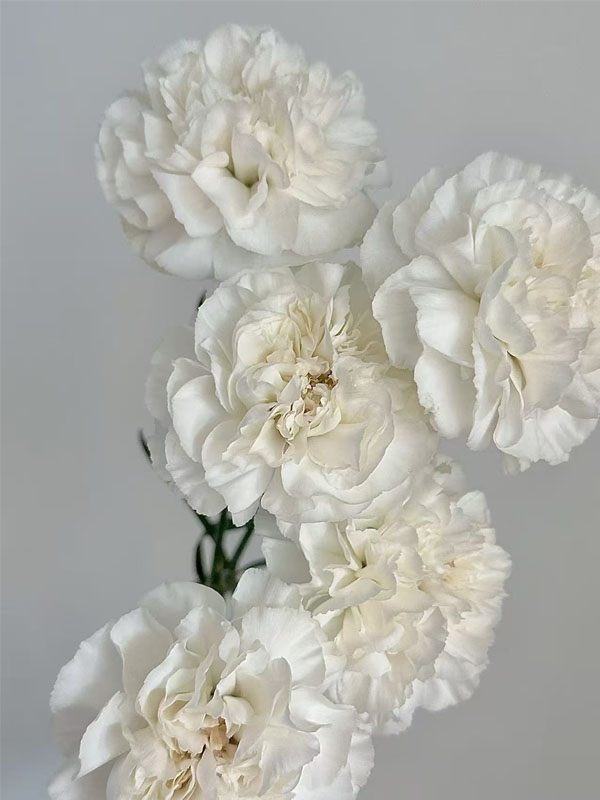 Polar rout single carnation3
