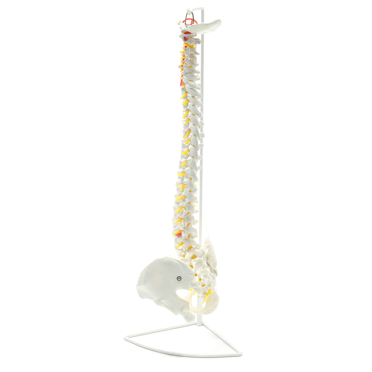 73cm Life Size Flexible Chiropractic Human Spine Anatomical Anatomy Model With Stand School Medical Science Educational Model