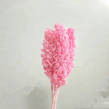 About 50cm Natural Dried Flowers Bouquet Sorghum Ear Home Living Room Wedding Party Decoration Preserved Spike Shooting Props