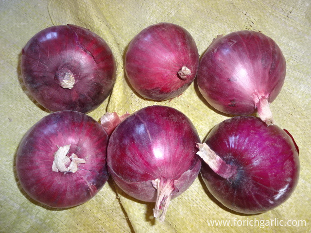 Red Onion Red Onion