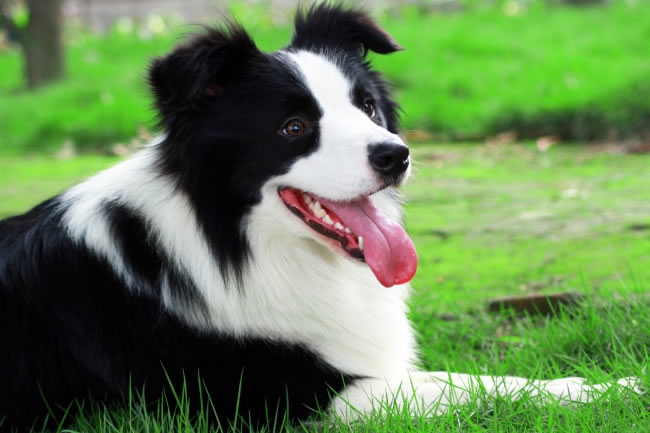 lovely pet dog lovely pet dog