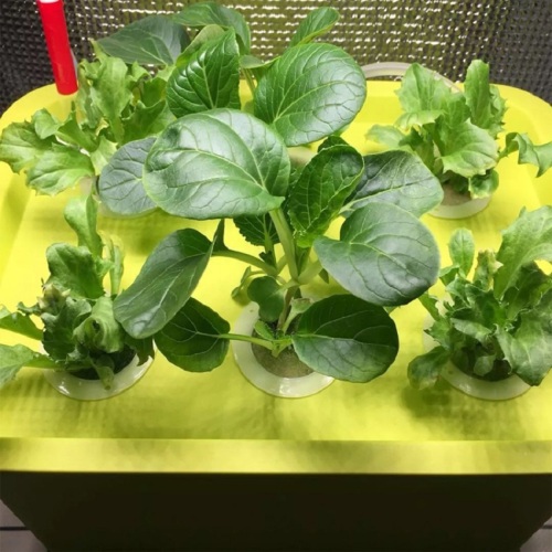 Home Hydroponic System For Growing Strawberry Manufacturers and Home Hydroponic System For Growing Strawberry Suppliers