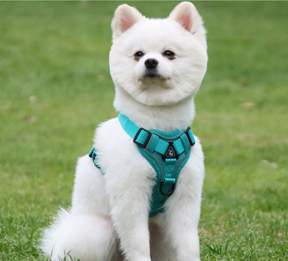 Dog Harness