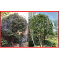 10m Garden bird net Garden protection net Gardening net Bird net Orchard fish pond protective net