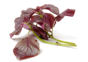 Perilla