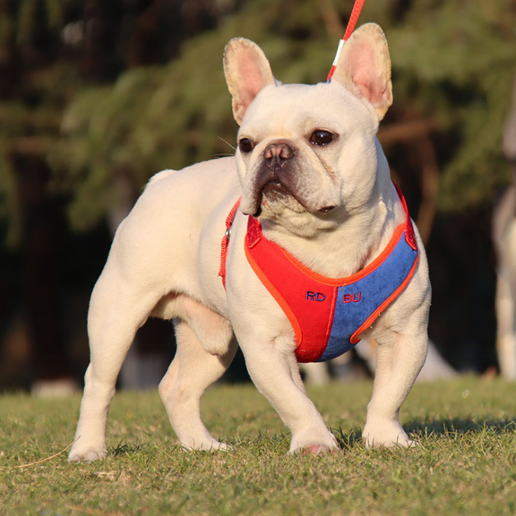 Pet Harness For Small Dogs