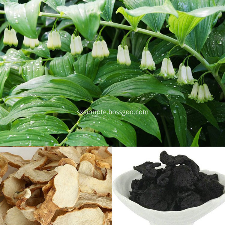 Polygonatum Sibiricum Extract