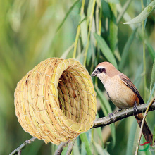 Parrot Straw Nest Gourd Windproof Parrot Grass Hut Handmade Straw Bird Nest for Cockatoo Pet Products Accessories