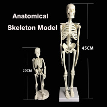 Human Anatomical Anatomy Skeleton Model Medical Learn Science Medicine Teaching Equipment Skull Model 45CM/20CM