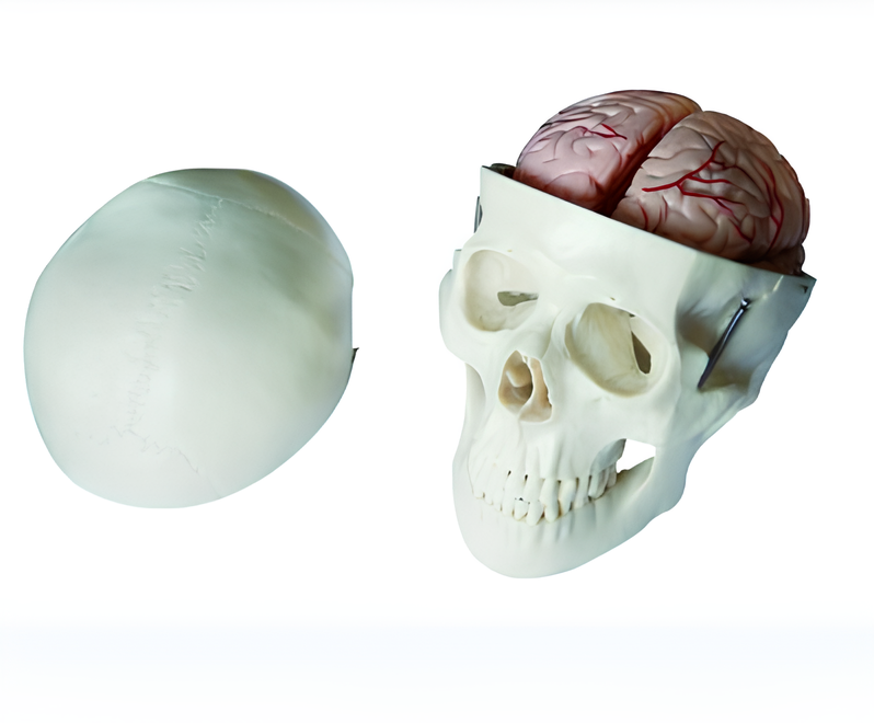 8-part cerebral artery model of the skull