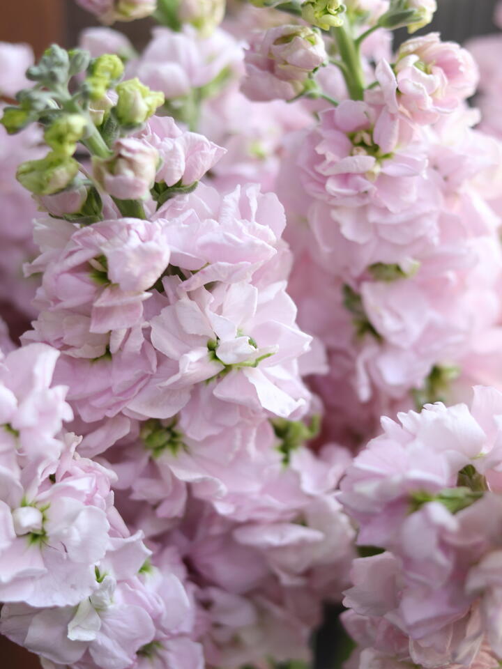 Pink Violet