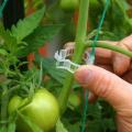 50/100pcs trellis Garden Vegetables Tomato Vine Stalks Grow Upright Support Plant Clips Hot For Garter Plants Agriculture Tools