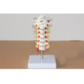 Life size Human Anatomical Model Cervical Vertebra Model Cervical Spine with Neck Artery Occipital Bone Disc and Nerve Model