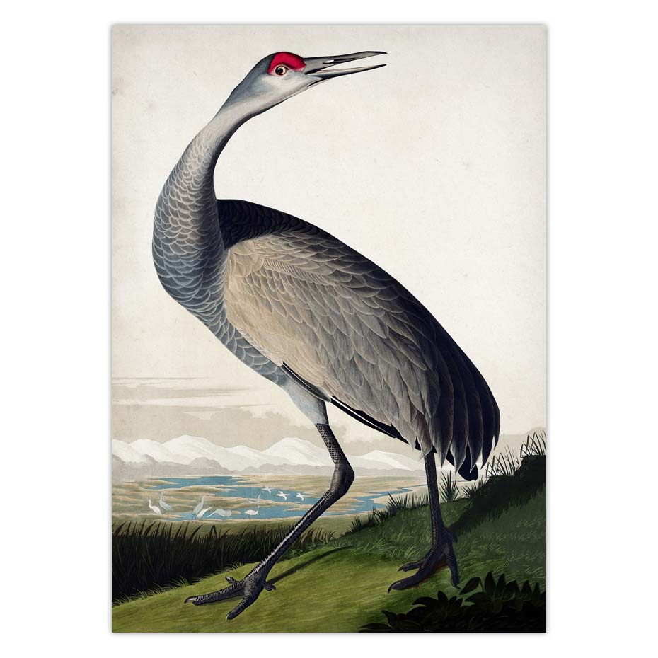 Vintage Bird Audubon Bird Posters Pink Flamingo Snowy Owl Blue Heron White Egret Painting Wall Art Kraft paper