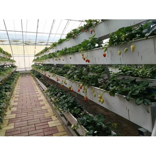 Large Size Hydroponic Growing System NTF Gully Manufacturers and Large Size Hydroponic Growing System NTF Gully Suppliers