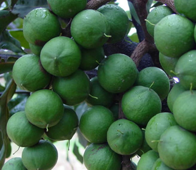 Raw Macadamia Hawaii Nut, Queensland Nut Seed Package,50 pcs Seed without Green Shell Hawaii,Crispy Plant