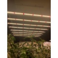 BEST Led Grow Light Strip For Herbs