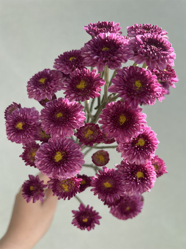 Purple yan spray chrysanthemum2