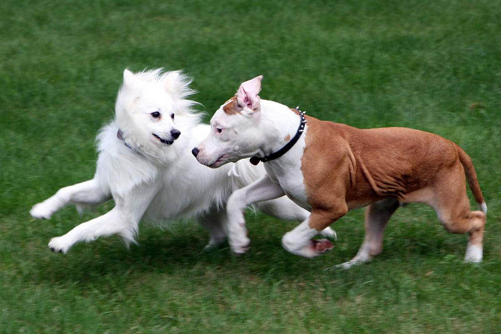 pet dogs pet dogs