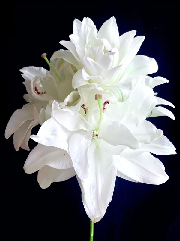 Double Chardonnay Lily5