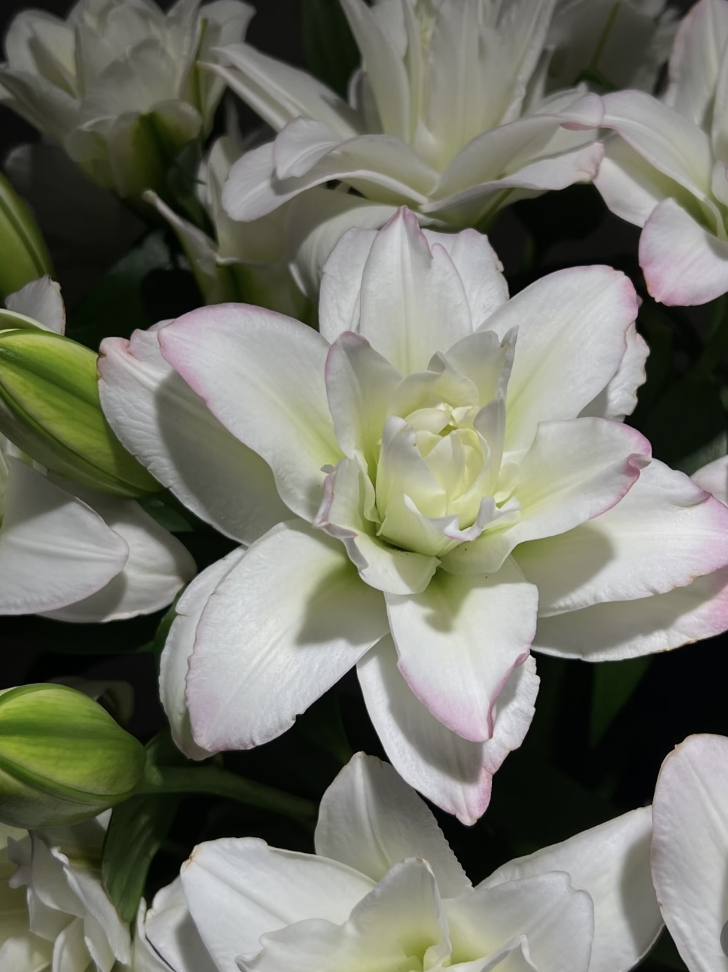 Canova Double petal lily