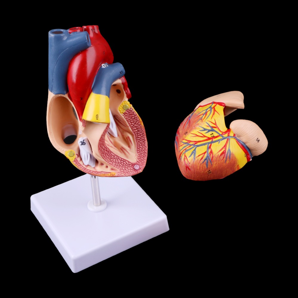 Disassembled Anatomical Human Heart Model Anatomy Medical Teaching Tool