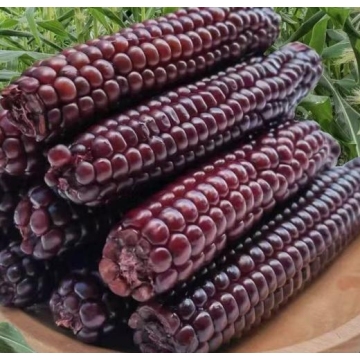 Sweet Crunchy Mini Thumb Corn