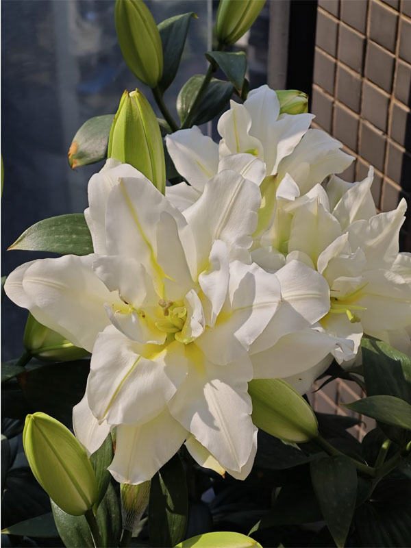 Blizzard Oriental lily4