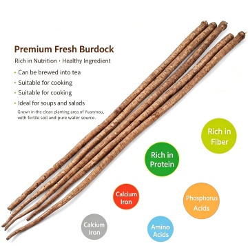 Yunnan Organic Fresh Burdock Root