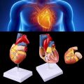 Disassembled Anatomical Heart Model Anatomy Medical Teaching Tool Medical Science Stationery for School