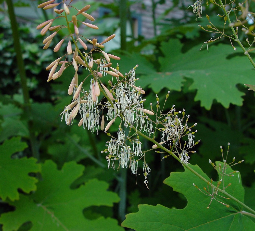 Macleaya Cordata Extract (4)
