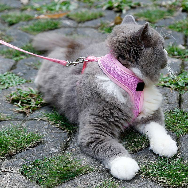Pet Cat Harness Leash Set Outdoor Kitten Breathable Walking Collar Strap Pet Accessories XHC88