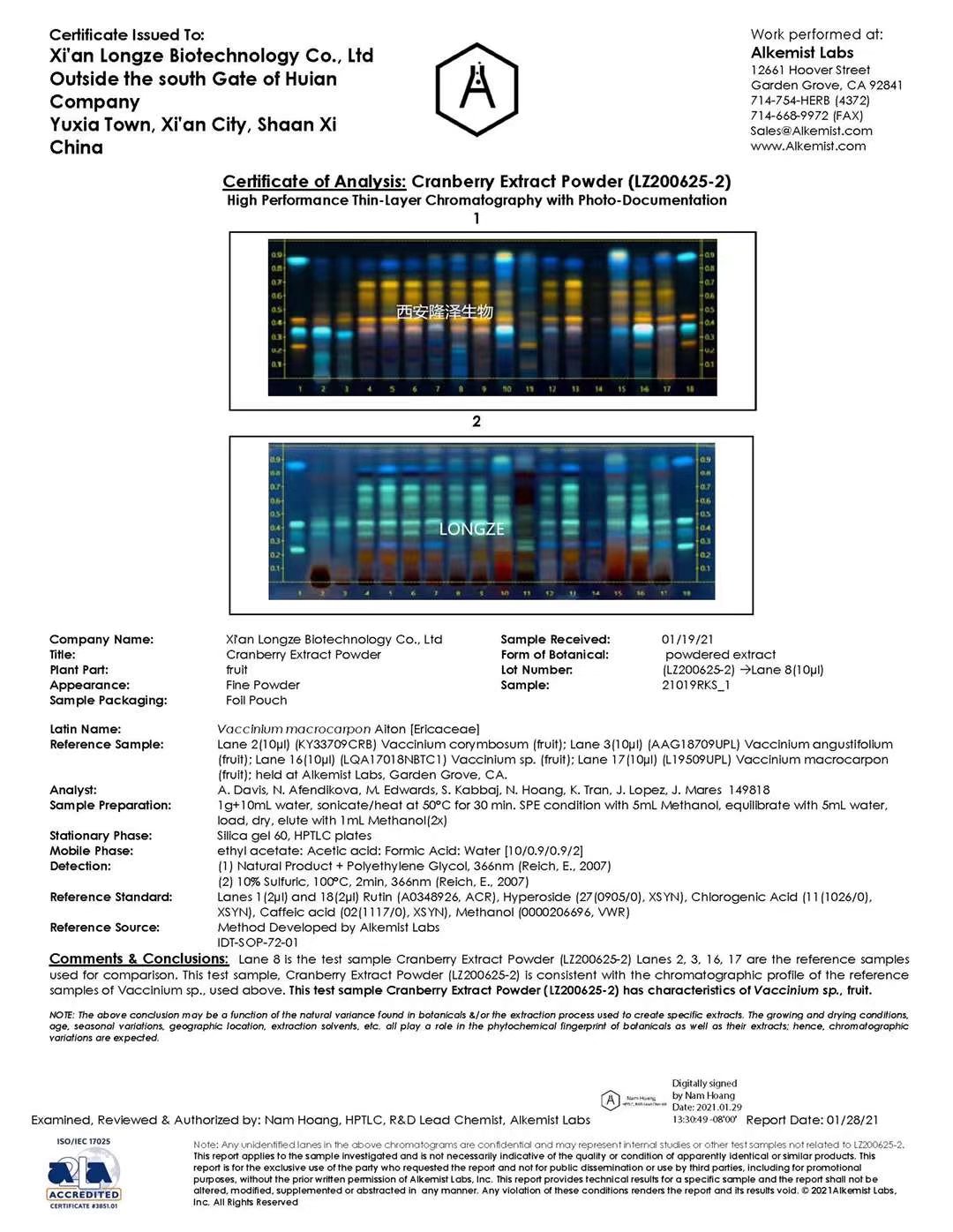 Cranberry Extract  longze proanthocyanidins