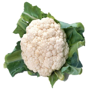 Premium Cauliflower for Supermarket Supply