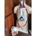Male Torso Anatomy Model