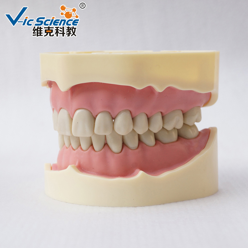 Medical Science Imitate Frasaco Dental Model Teeth Model