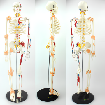 skeletal muscle coloring and ligament numbering model 180CM