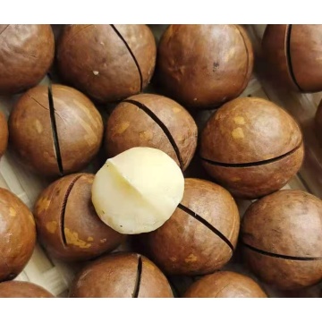 Natural Raw Crackable Macadamia Nuts In Shell