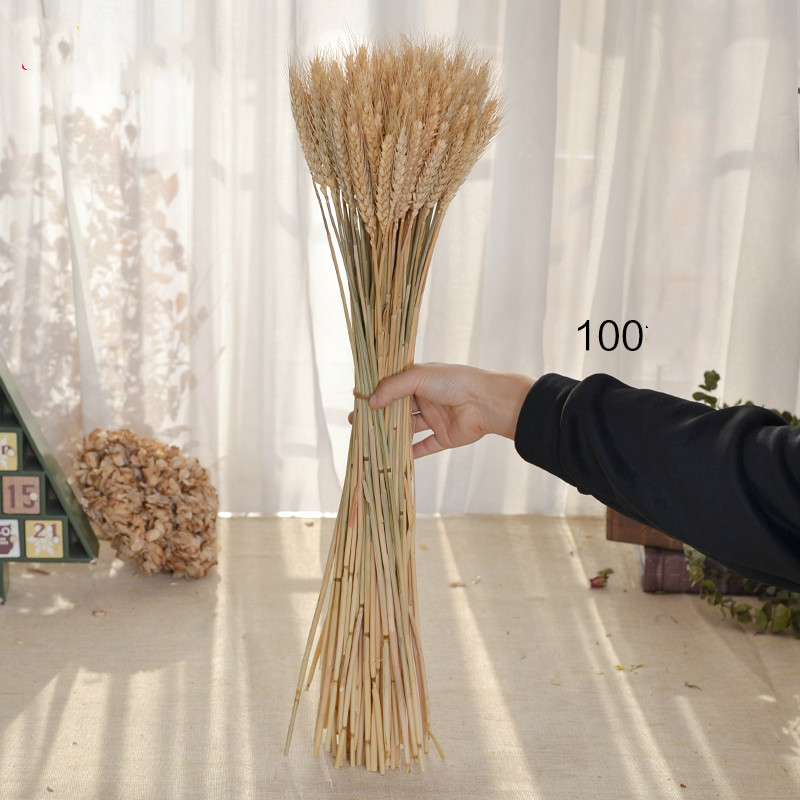 50 pcs Dried Flower Decor Bundle Dry Wheat Dried Flowers Big Pack Flowers for Weddings Natural Home Decorations Artificial Wheat