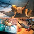 2 Pcs/Set Pet Hammock Mesh Sleeping Bed Play Toys Swing Oxford Fabric For Reptile Snake Lizard Climb Products With Suction Cup