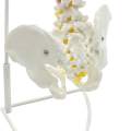 73cm Life Size Flexible Chiropractic Human Spine Anatomical Anatomy Model With Stand School Medical Science Educational Model