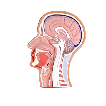 Sagittal Section of Human Head