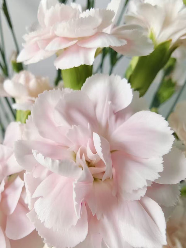 Spray carnation powder prince1 (2)