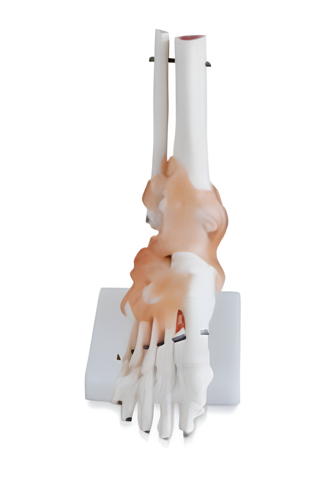 Life-size Foot Joint with Ligaments