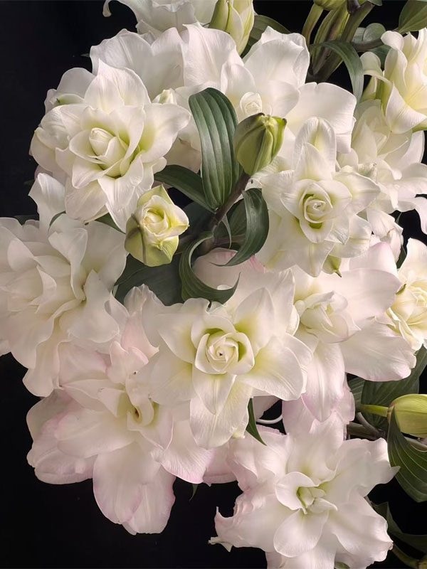 Ice Beauty double lily4